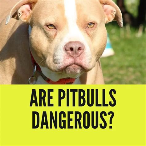 Are pitbulls dangerous. Things To Know About Are pitbulls dangerous. 